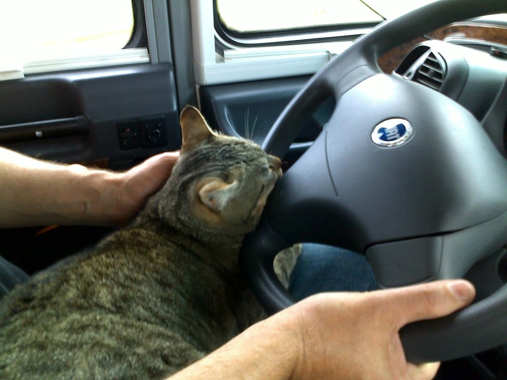 gato en autocaravana