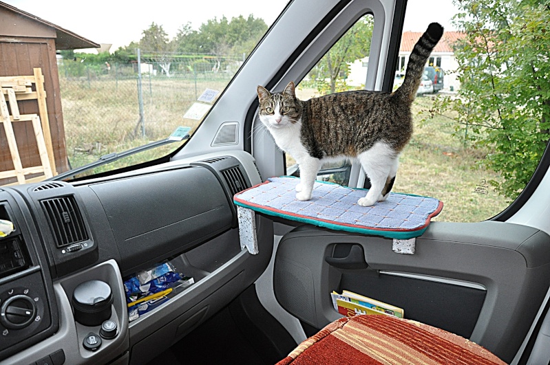 Take your cat in travel!