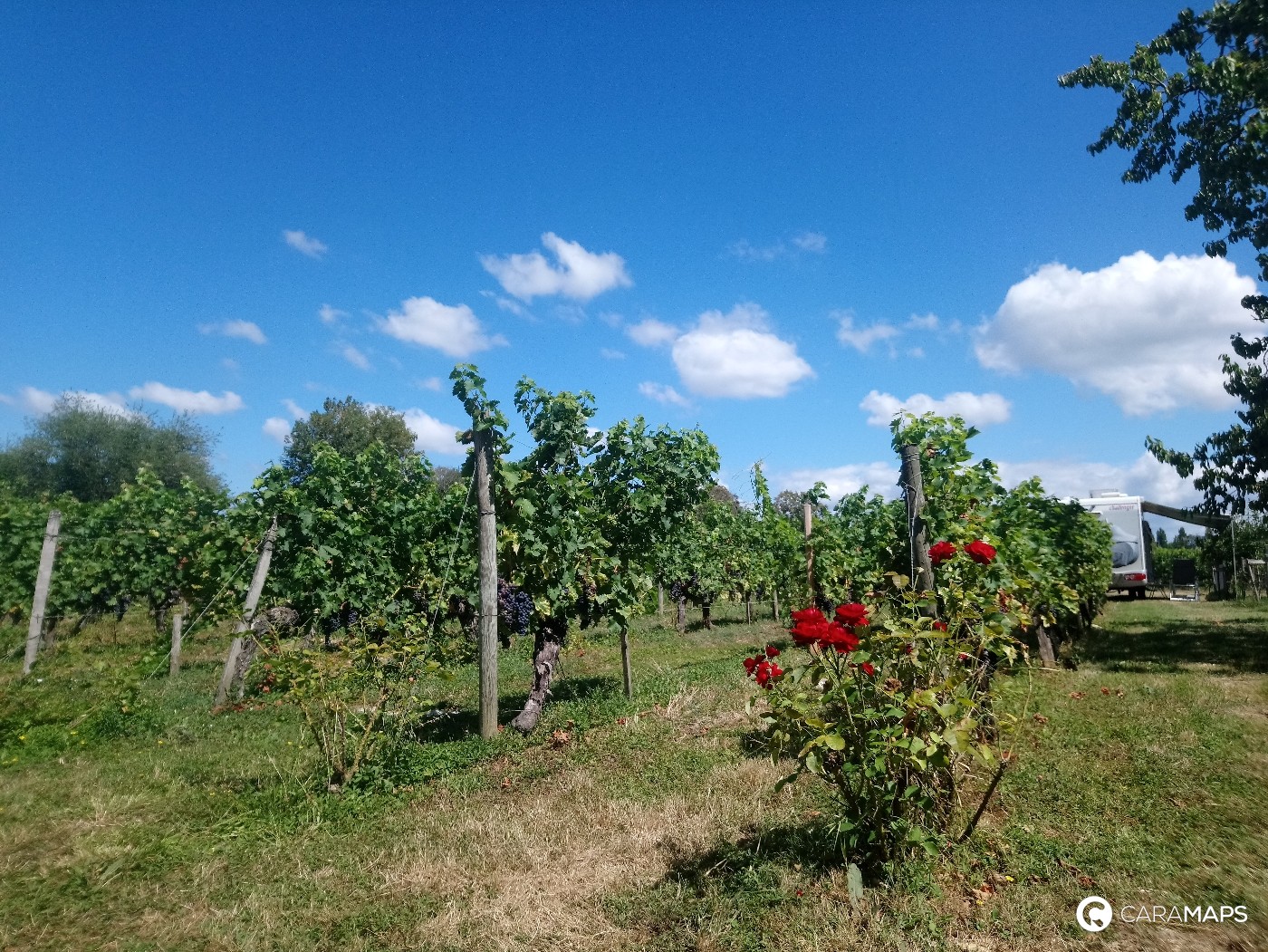 vigneti in camper