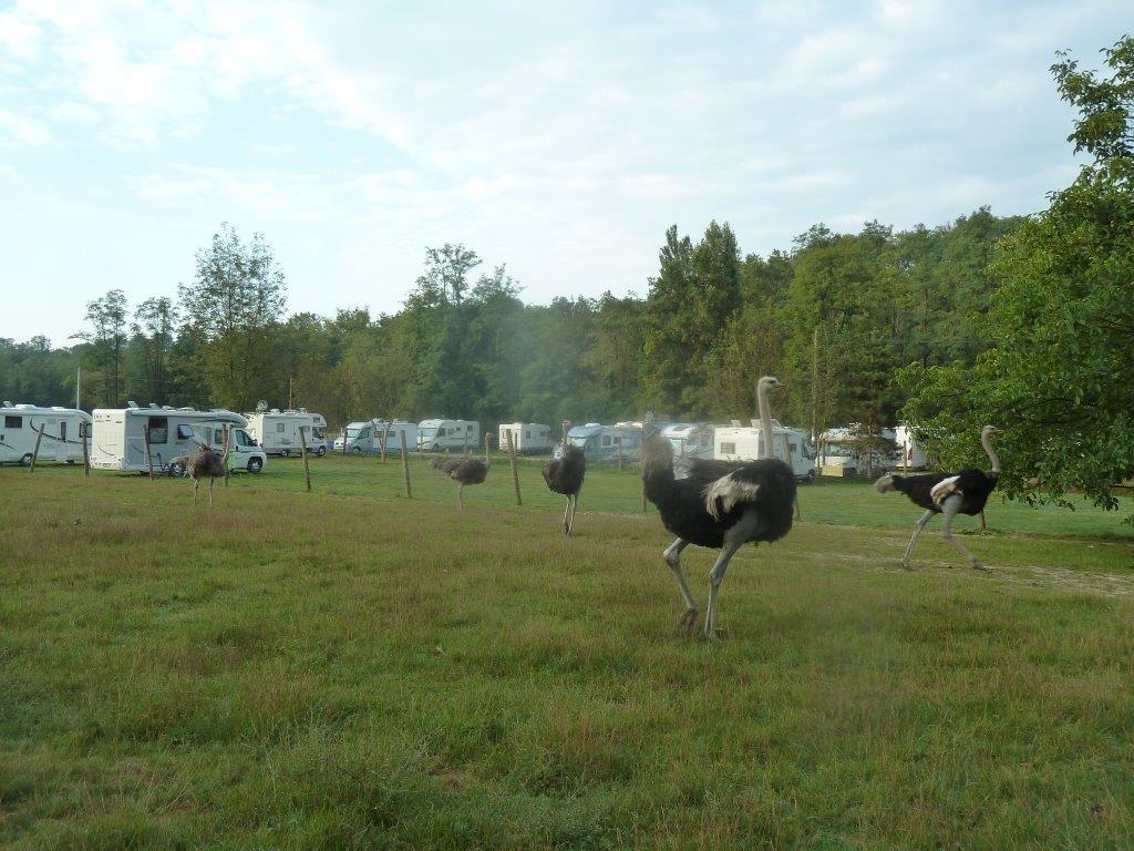 Autrucheland : area camper