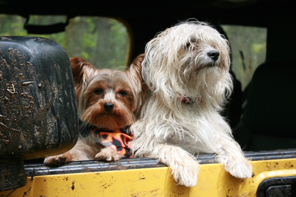 take your dog on a motorhome trip