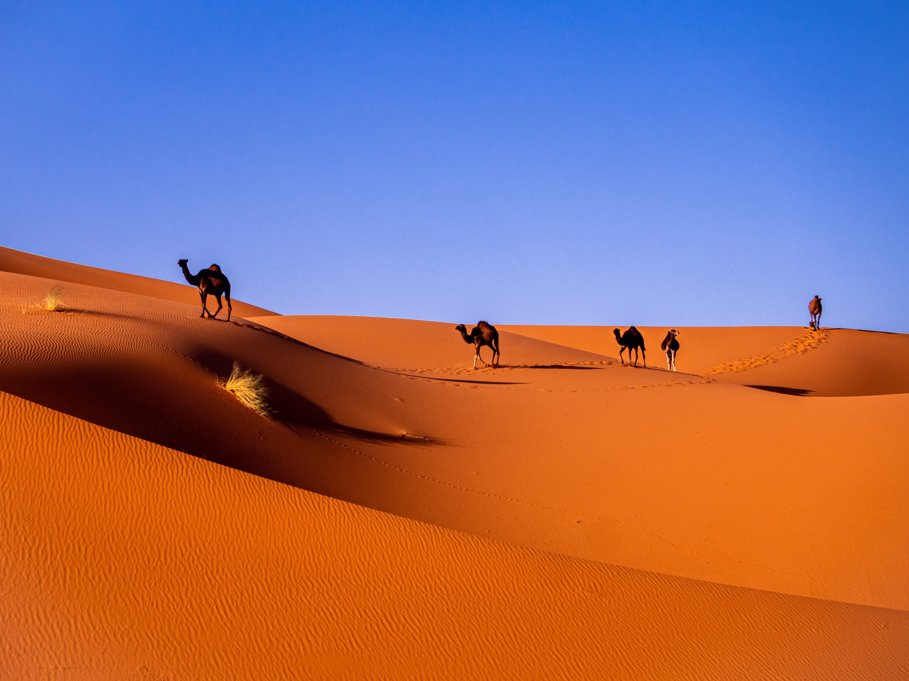 roadtrip maroc