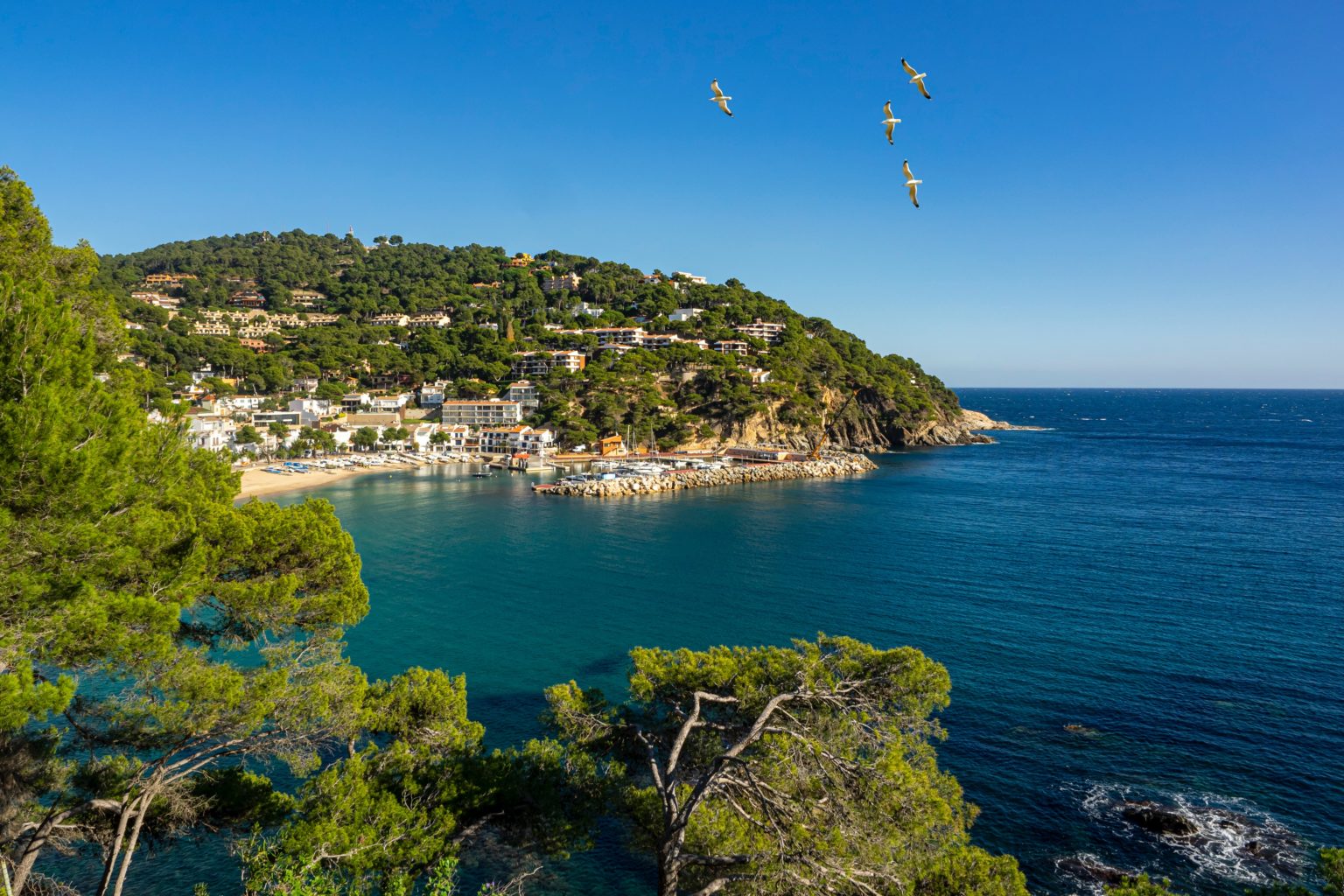 Vue panoramique sur une côte méditerranéenne avec des maisons, des pins et des mouettes volant sous un ciel bleu.