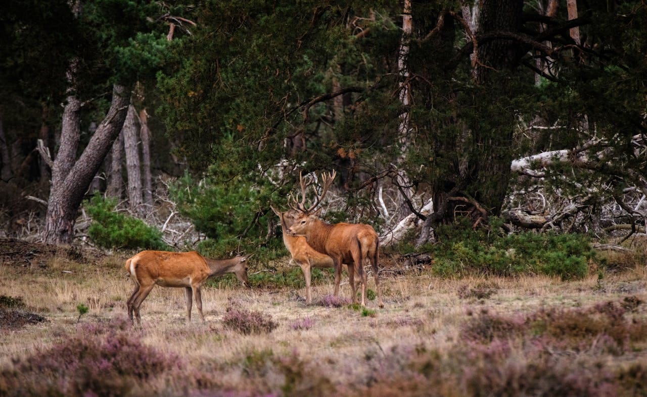 parc-national-de-hoge-veluwe-pays-bas