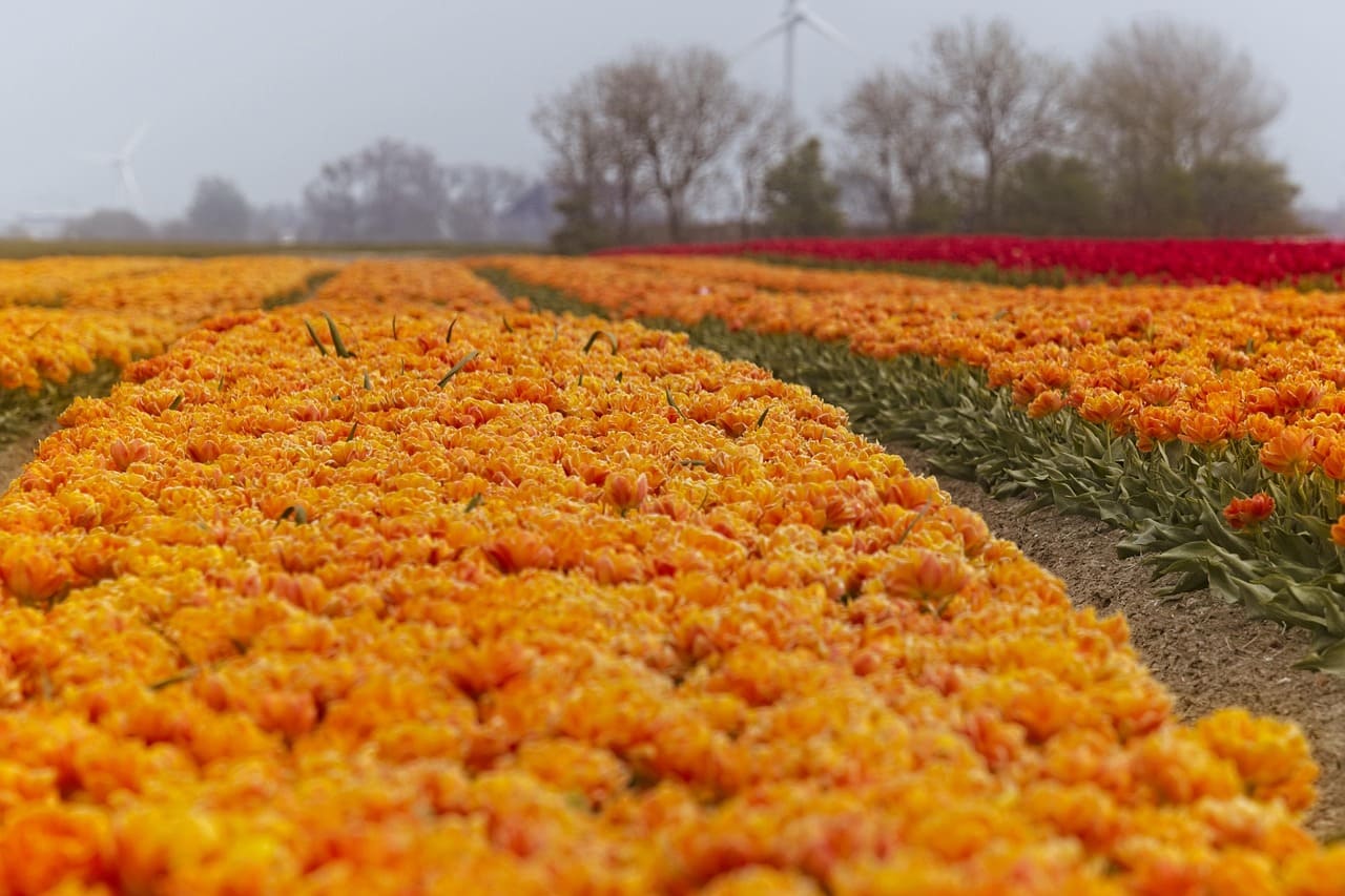 Champ de tulipes aux Pays-Bas